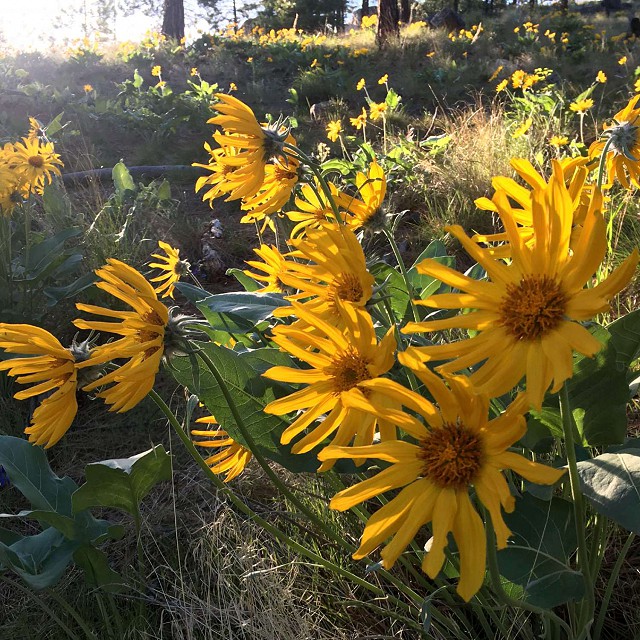 10-balsamorhizasagittata