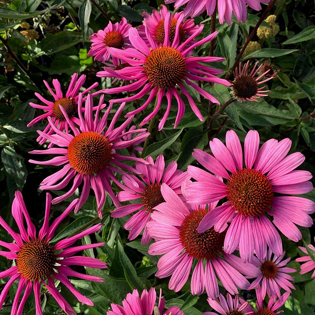 16-echinacea