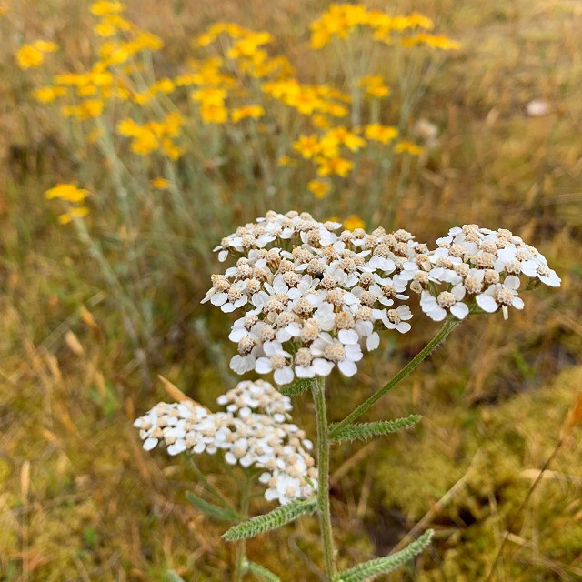 17-eriophyllumandachillea