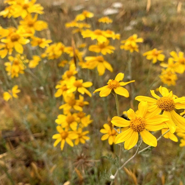 18-eriophyllumlanatum2