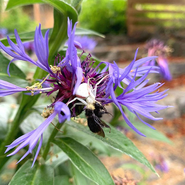 26-goldenrodeatsbumblebeeoncentaurea