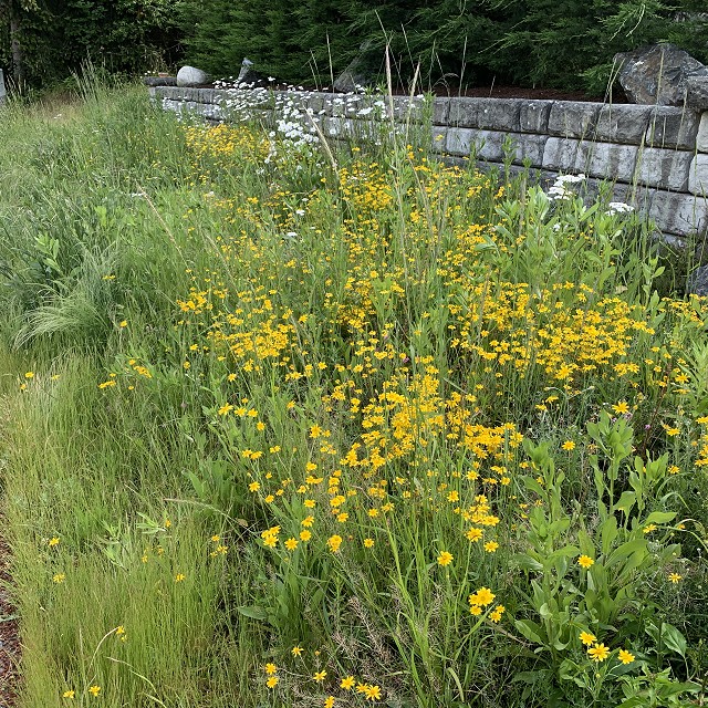 budehaven-natural-meadow-01-1