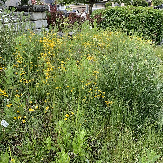 budehaven-natural-meadow-02-1