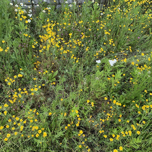 budehaven-natural-meadow-04-1