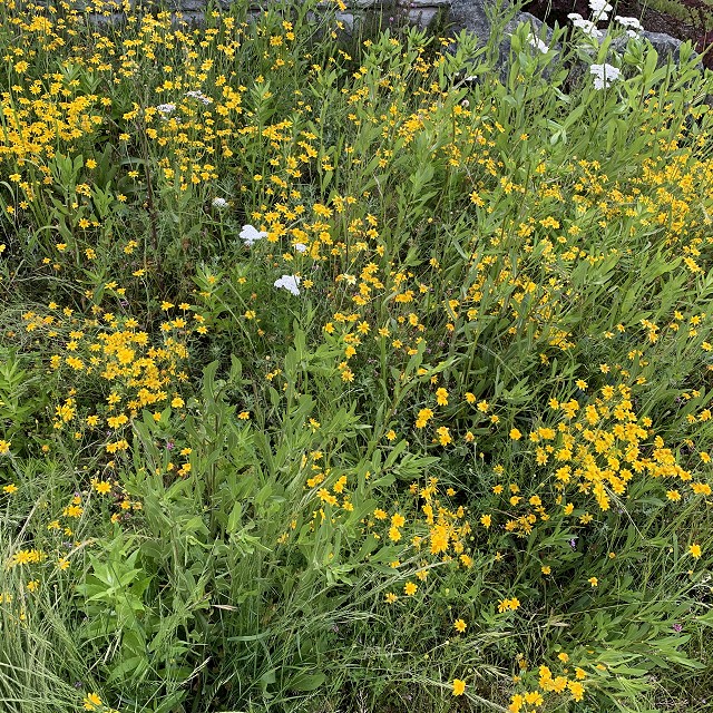 budehaven-natural-meadow-05-1