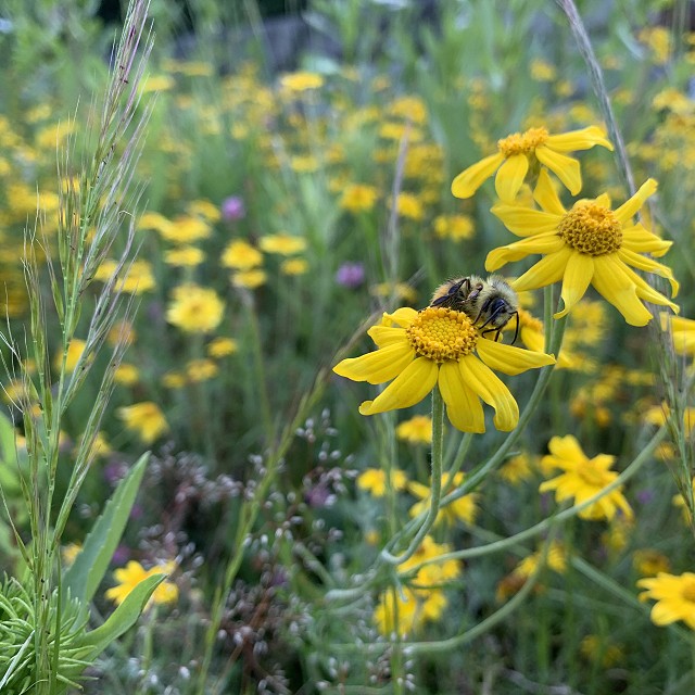 budehaven-natural-meadow-06-2