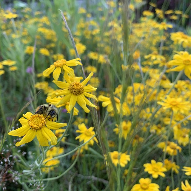budehaven-natural-meadow-07-1