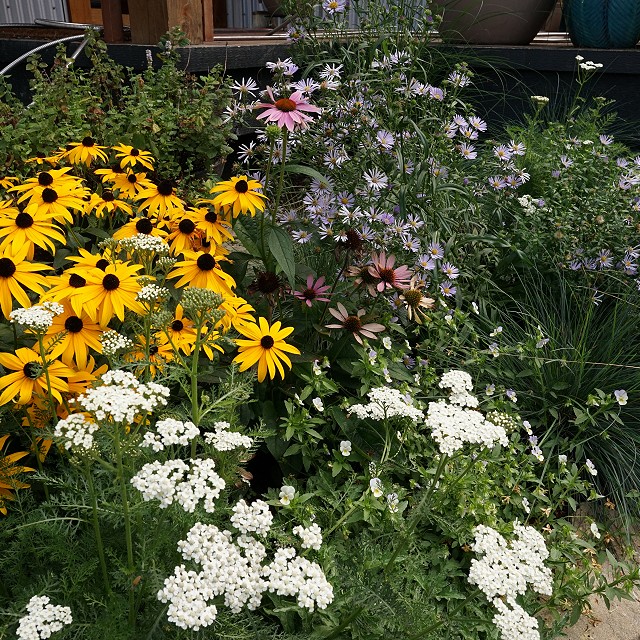 bulter-blvd-landscaper-nanaimo-08