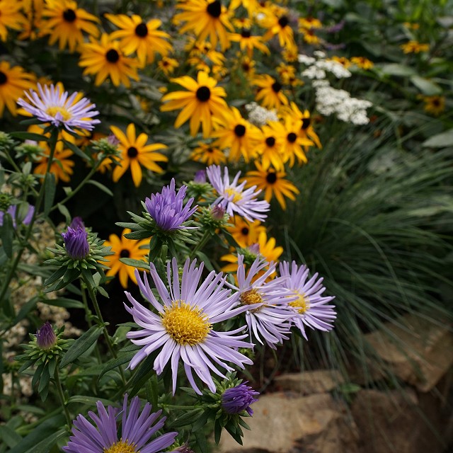 bulter-blvd-landscaper-nanaimo-09