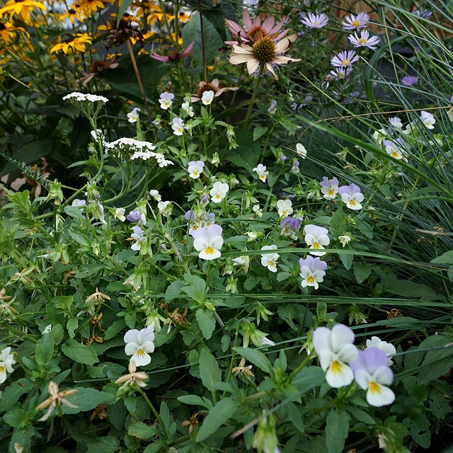 bulter-blvd-landscaper-nanaimo-19