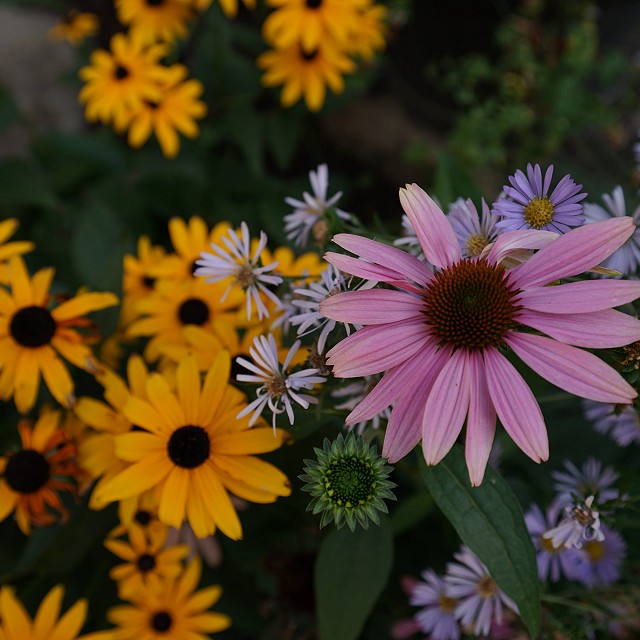 bulter-blvd-landscaper-nanaimo-26