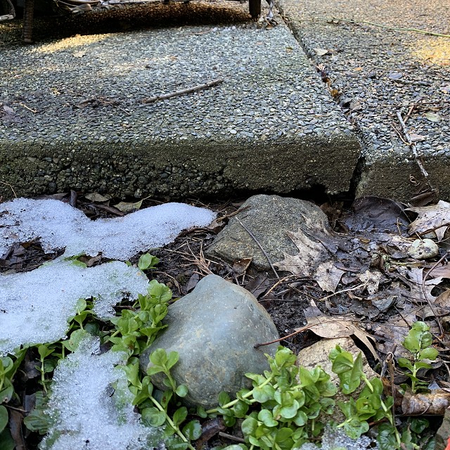 camosun-natural-landscape-nanaimo-13