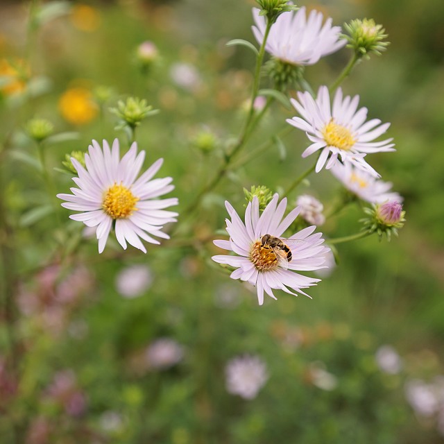 departure-bay-landscaper-18