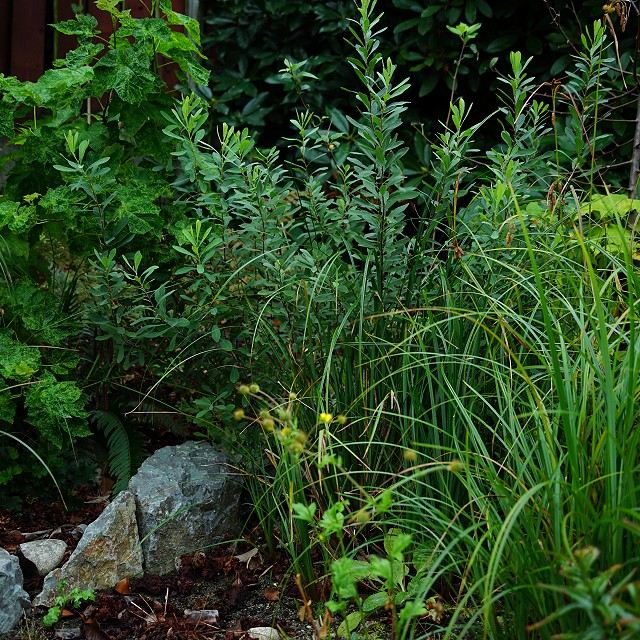 departure-bay-landscaper-22