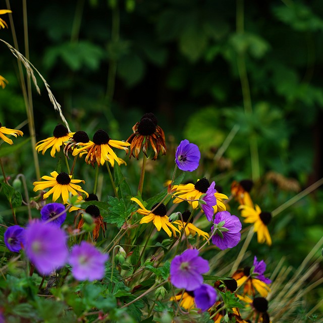 departure-bay-landscaper-23