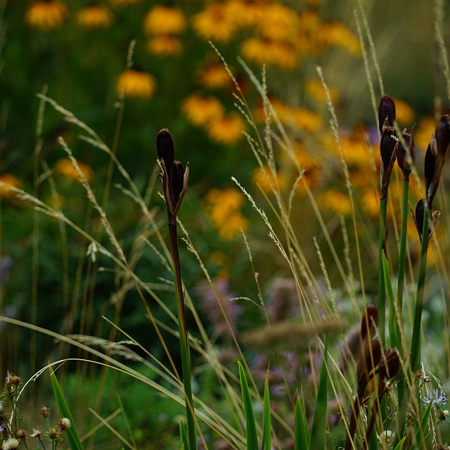 departure-bay-landscaper-24