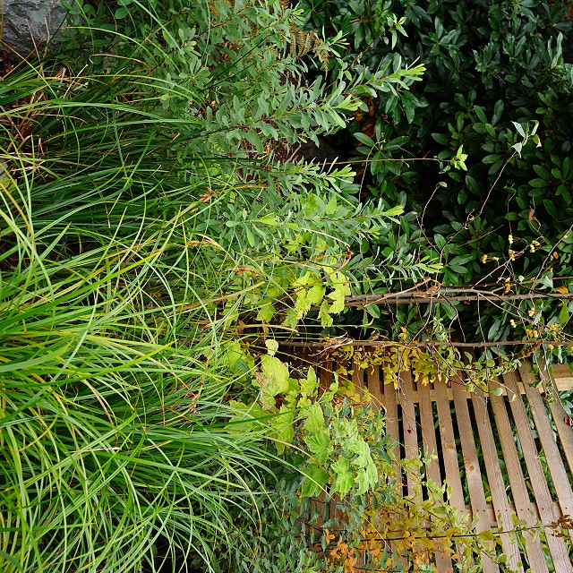 departure-bay-landscaper-27