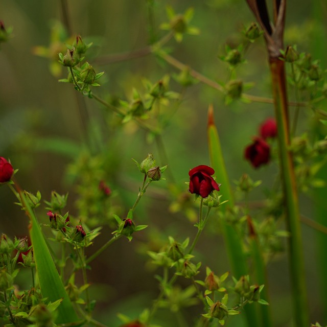 departure-bay-landscaper-28