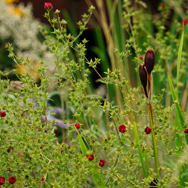 departure-bay-landscaper-29