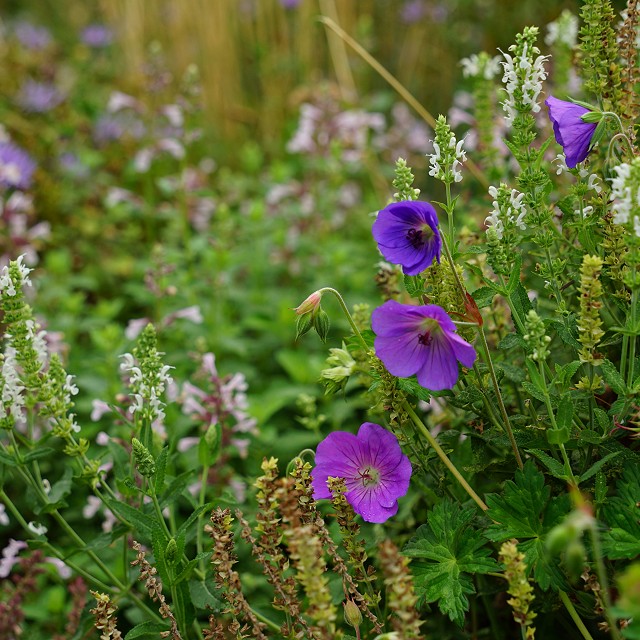 departure-bay-landscaper-30