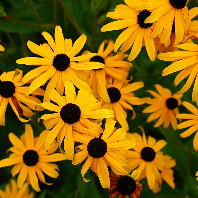 departure-bay-landscaper-31