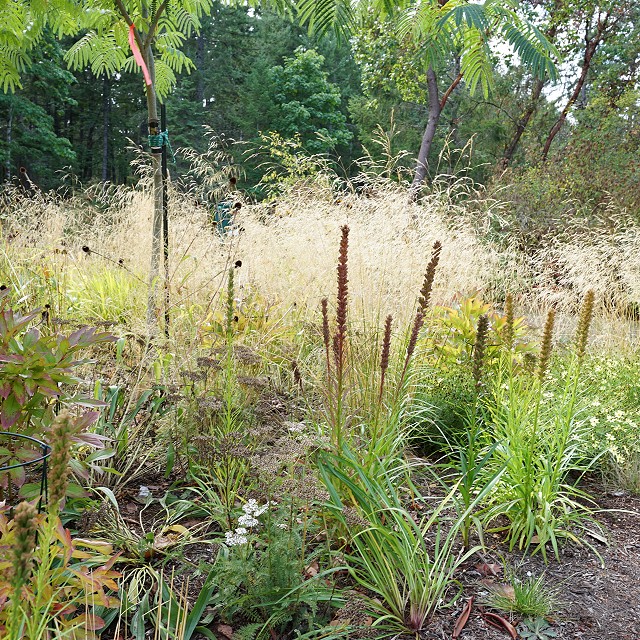 filipana-nanaimo-gardener-22