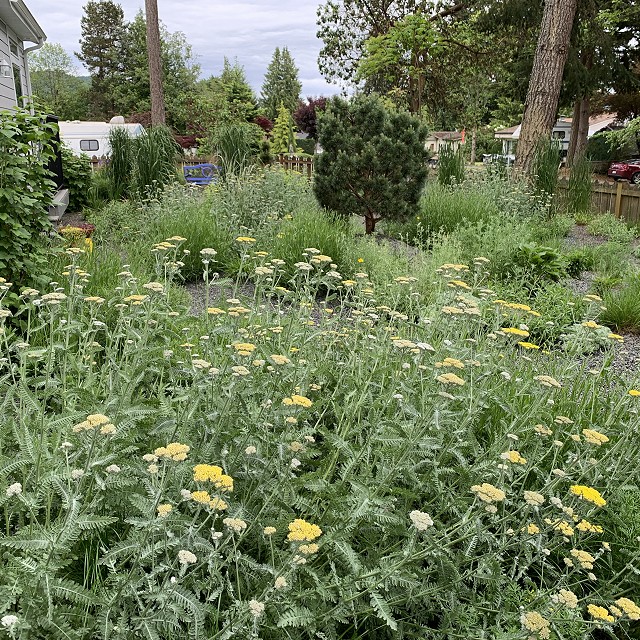 gravel-garden-2022-19