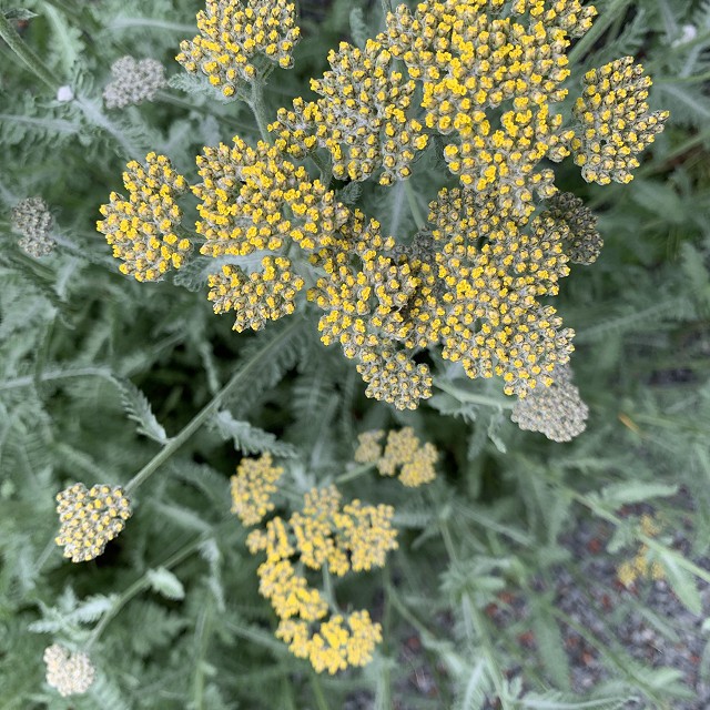 gravel-garden-2022-31