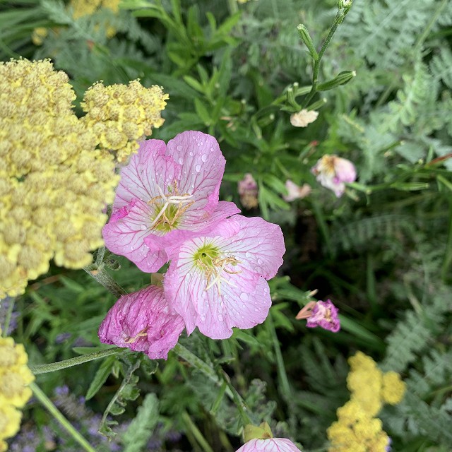 gravel-garden-2022-44-1
