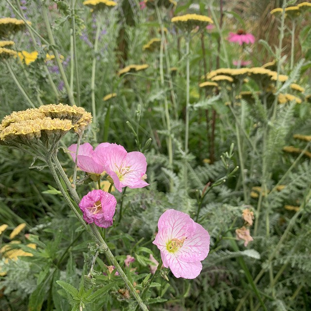gravel-garden-2022-45