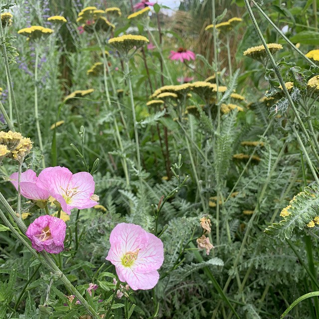 gravel-garden-2022-46