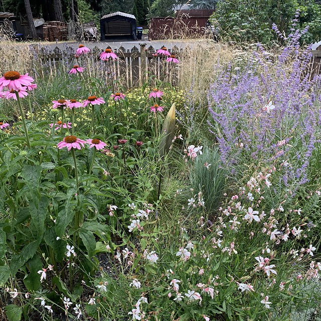 gravel-garden-2022-47