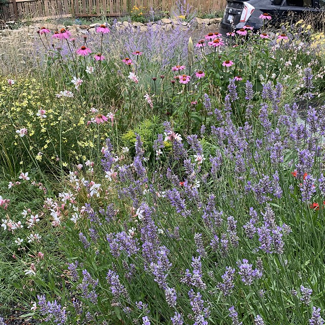 gravel-garden-2022-56