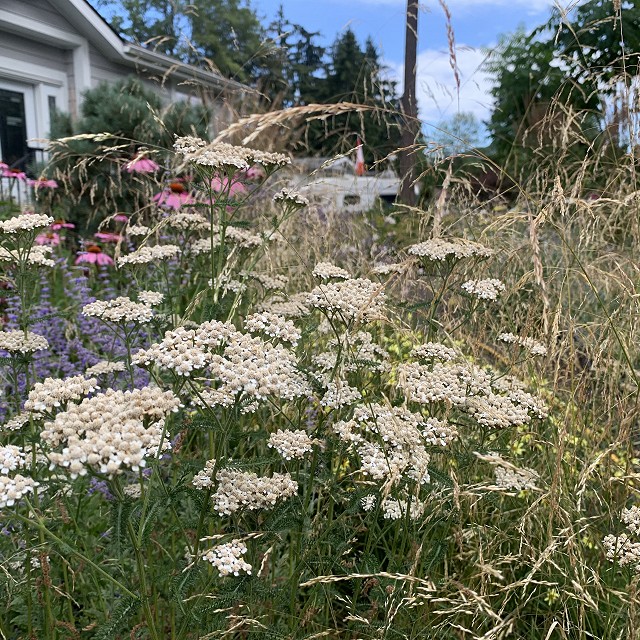 gravel-garden-2022-57