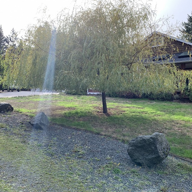 higgin-garden-nanaimo-02