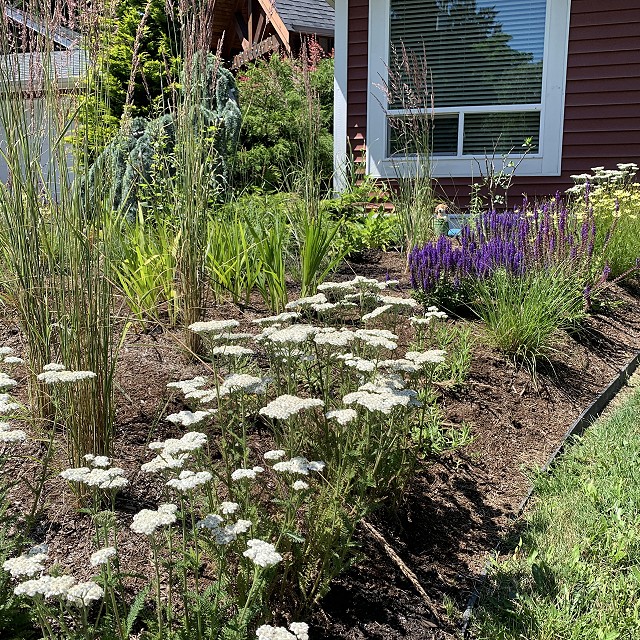 higgin-garden-nanaimo-35