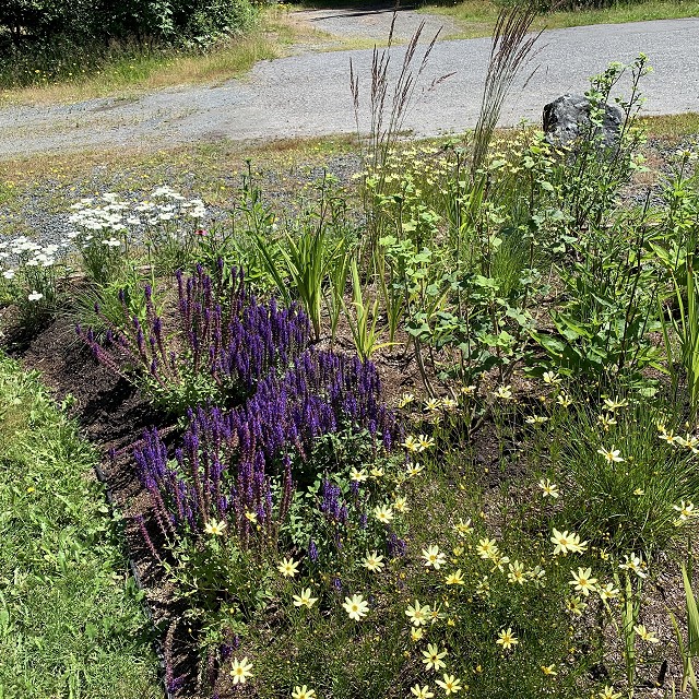 higgin-garden-nanaimo-36