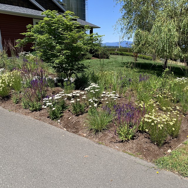 higgin-garden-nanaimo-39