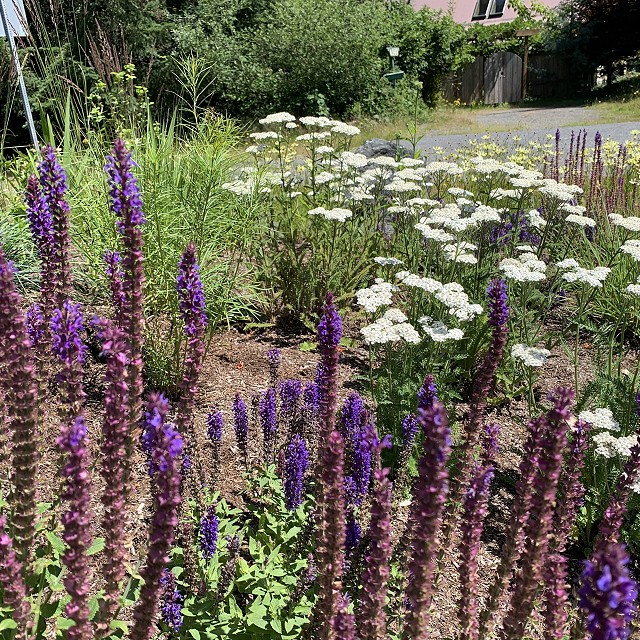 higgin-garden-nanaimo-42