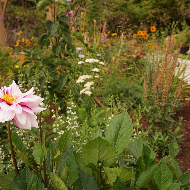 kiwanis-garden-landscape-28