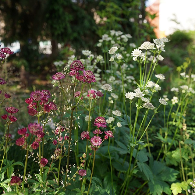 kiwanis-garden-landscape-35-1