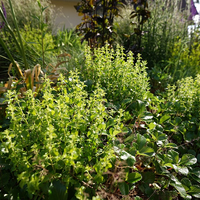 kiwanis-garden-landscape-38