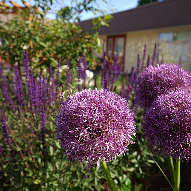 kiwanis-garden-landscape-39