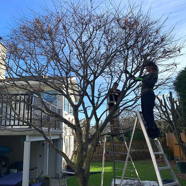 nanaimo-tree-care-pruning-01-1