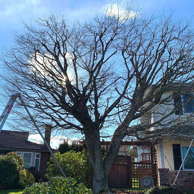 nanaimo-tree-care-pruning-02