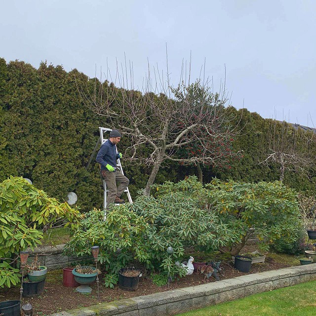 nanaimo-tree-care-pruning-03