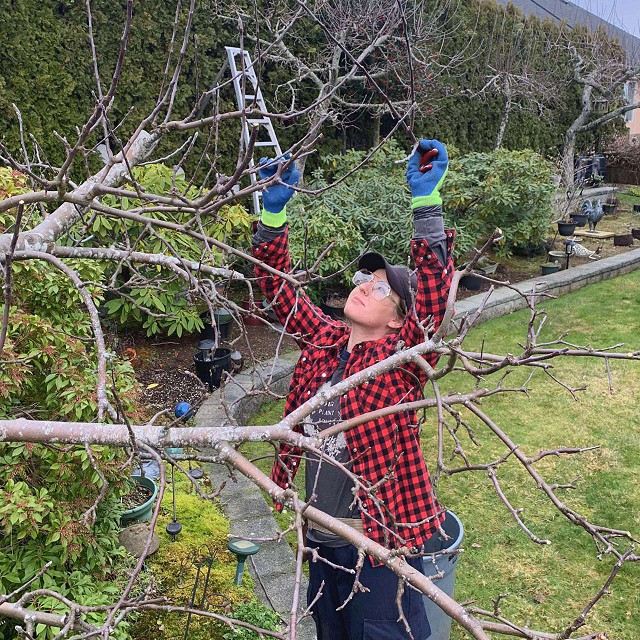 nanaimo-tree-care-pruning-06-1