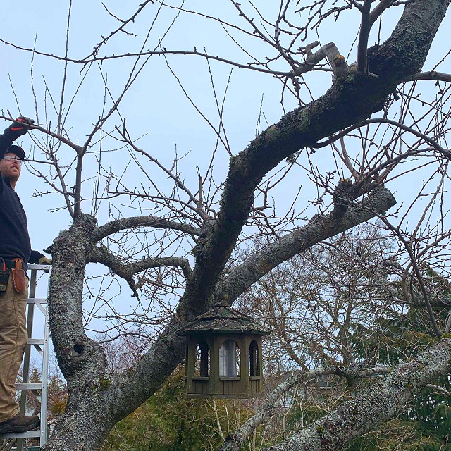 nanaimo-tree-care-pruning-07