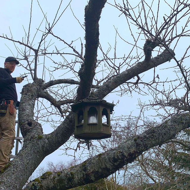 nanaimo-tree-care-pruning-08