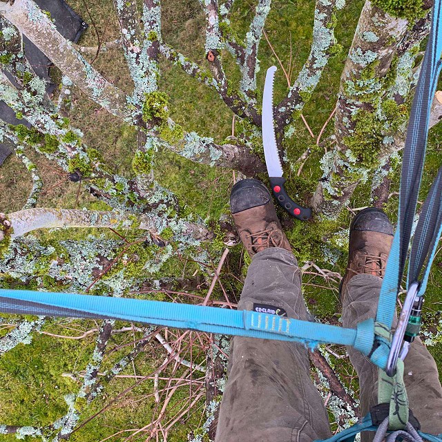 nanaimo-tree-care-pruning-09-1